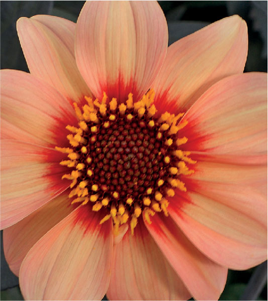 formosabulbs_lily Nashville