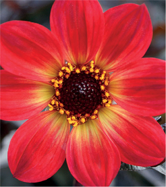 formosabulbs_lily Nashville