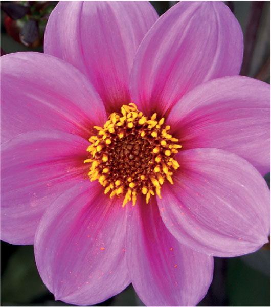 formosabulbs_lily Nashville