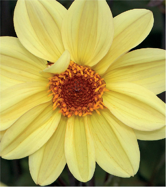 formosabulbs_lily Nashville