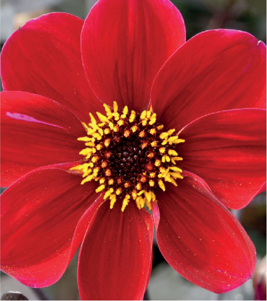 formosabulbs_lily Nashville
