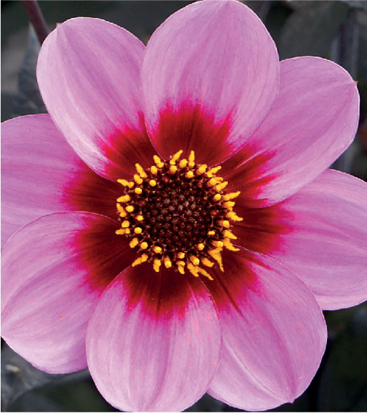 formosabulbs_lily Nashville
