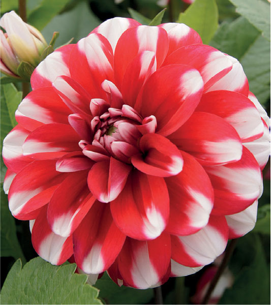 formosabulbs_lily Nashville