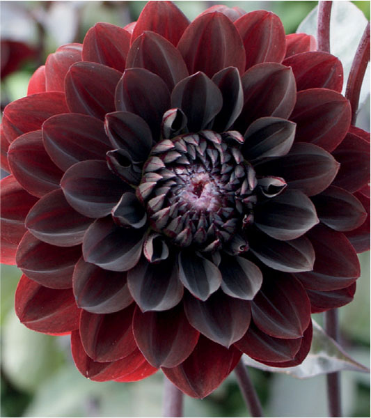 formosabulbs_lily Nashville