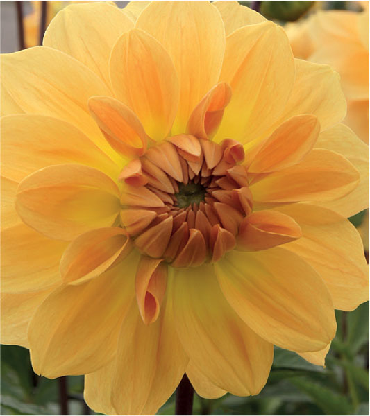 formosabulbs_lily Nashville