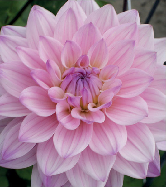 formosabulbs_lily Nashville