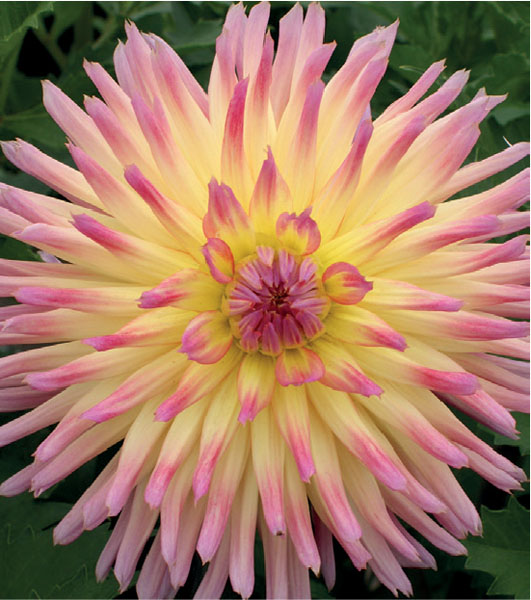formosabulbs_lily Nashville
