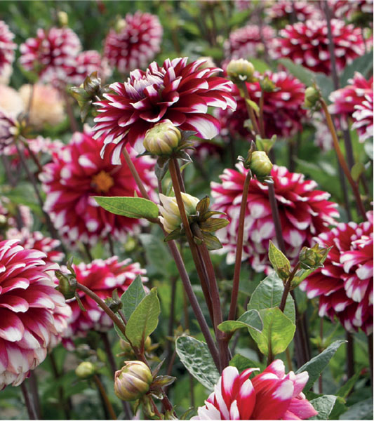formosabulbs_lily Nashville