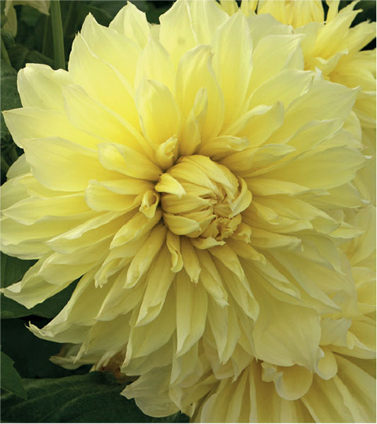 formosabulbs_lily Nashville