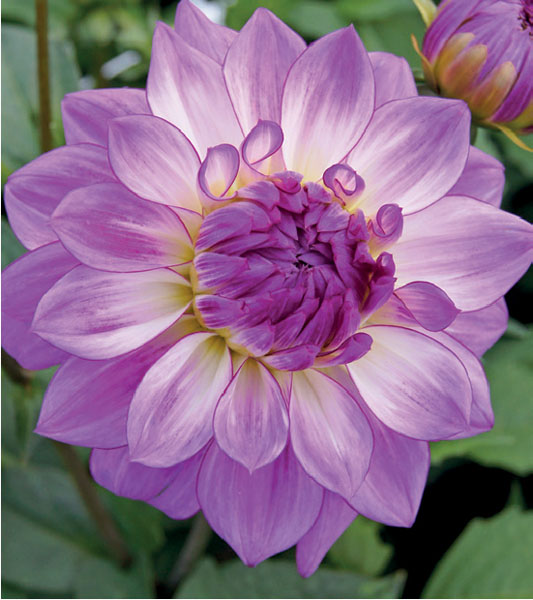 formosabulbs_lily Nashville