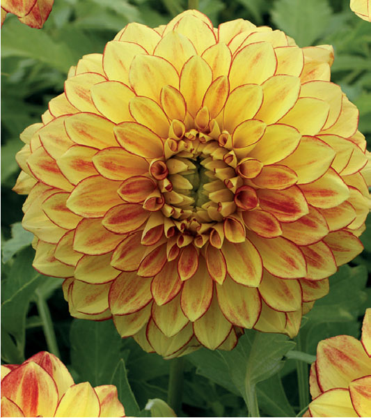 formosabulbs_lily Nashville