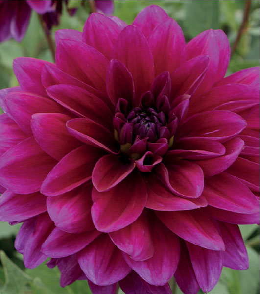 formosabulbs_lily Nashville