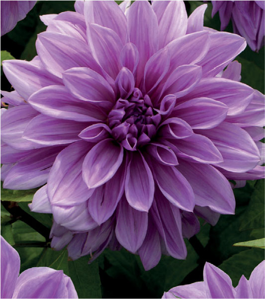 formosabulbs_lily Nashville