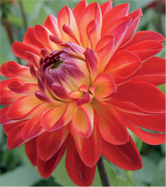 formosabulbs_lily Nashville