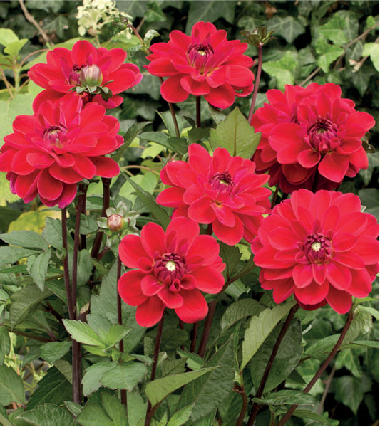 formosabulbs_lily Nashville