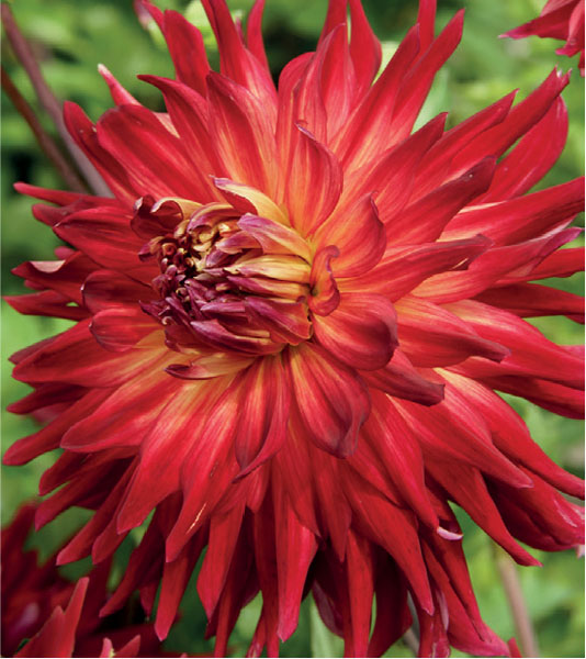 formosabulbs_lily Nashville