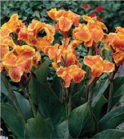 formosabulbs_lily Nashville