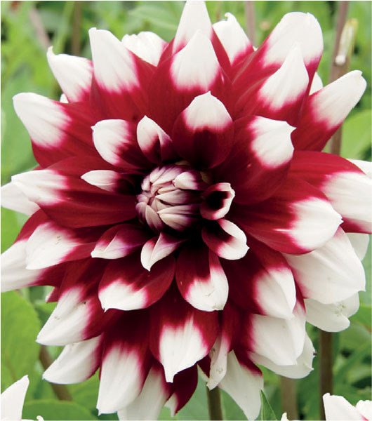 formosabulbs_lily Nashville