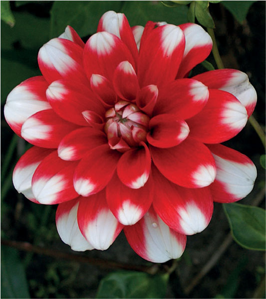 formosabulbs_lily Nashville