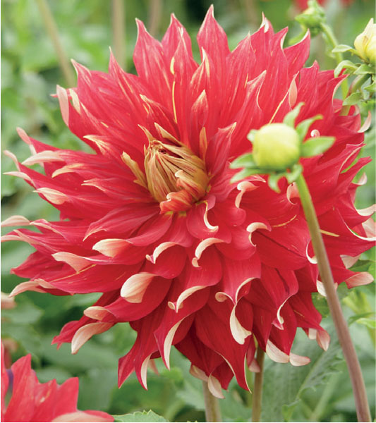 formosabulbs_lily Nashville