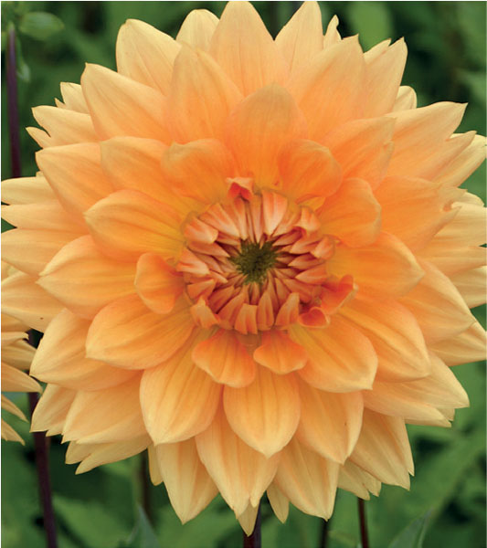 formosabulbs_lily Nashville