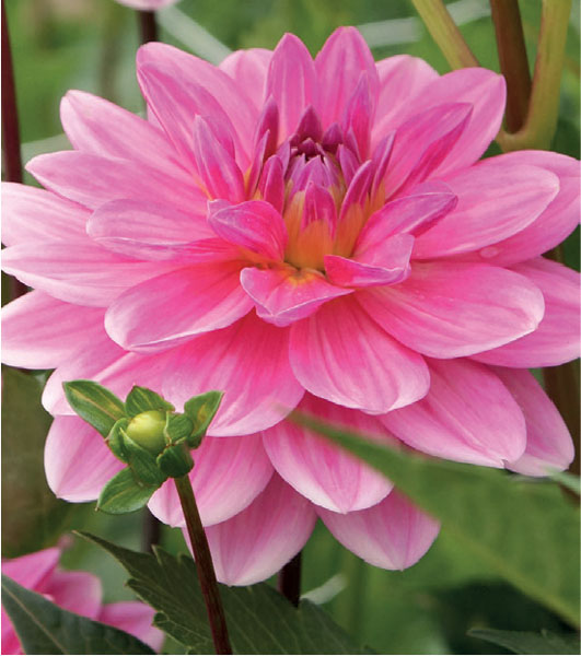 formosabulbs_lily Nashville