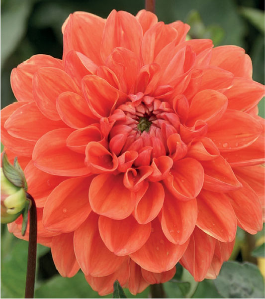 formosabulbs_lily Nashville