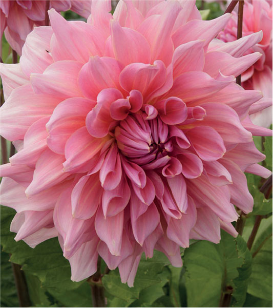 formosabulbs_lily Nashville