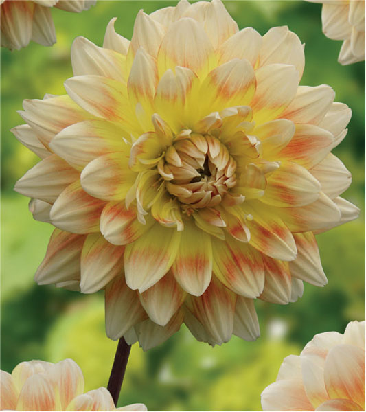 formosabulbs_lily Nashville