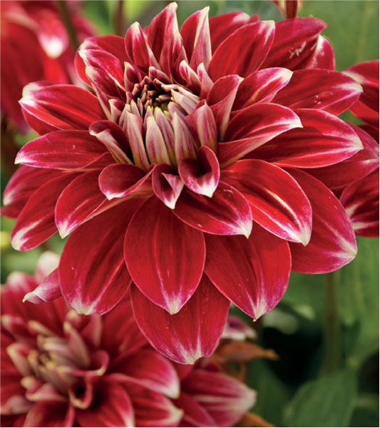 formosabulbs_lily Nashville
