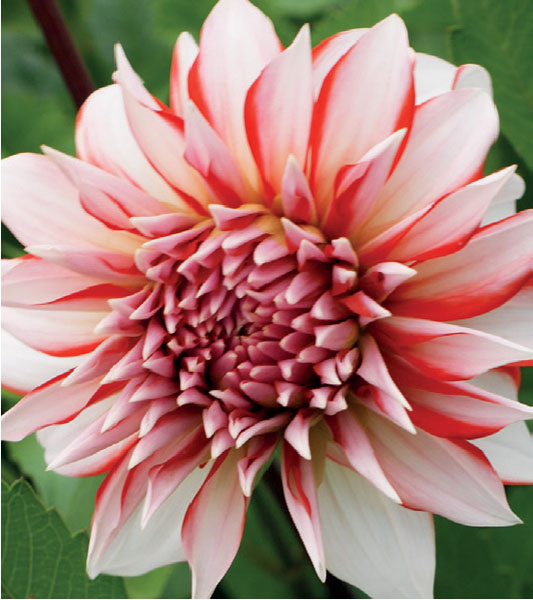 formosabulbs_lily Nashville
