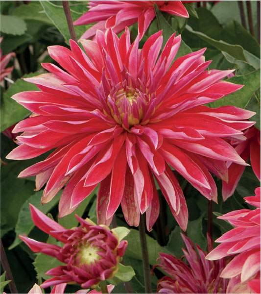 formosabulbs_lily Nashville