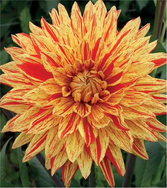 formosabulbs_lily Nashville