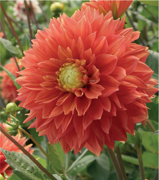 formosabulbs_lily Nashville