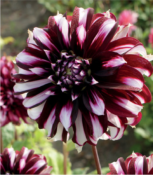 formosabulbs_lily Nashville