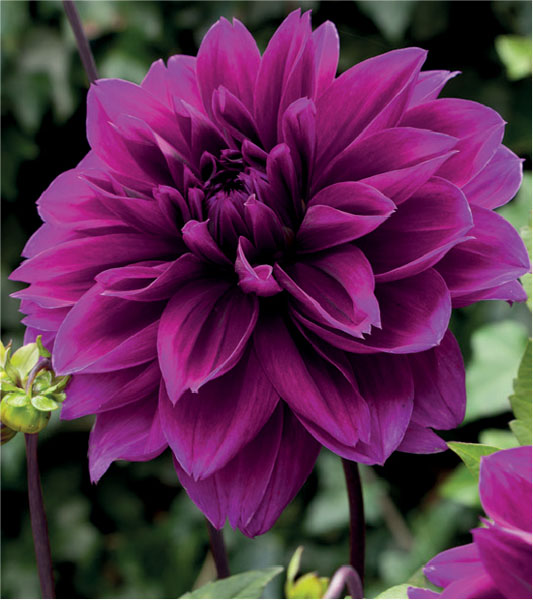 formosabulbs_lily Nashville