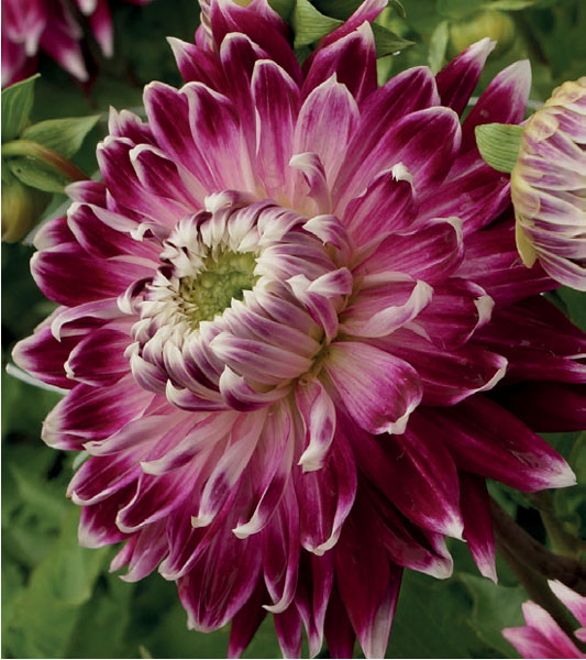 formosabulbs_lily Nashville