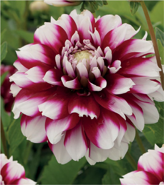 formosabulbs_lily Nashville