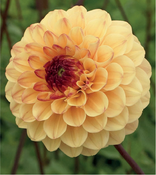 formosabulbs_lily Nashville