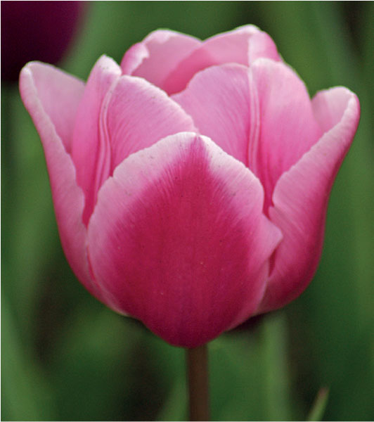 formosabulbs_lily Nashville