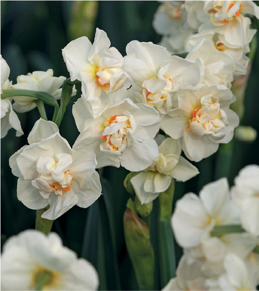 formosabulbs_lily Nashville