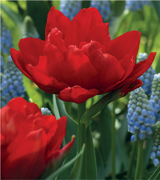 formosabulbs_lily Nashville
