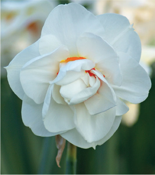 formosabulbs_lily Nashville