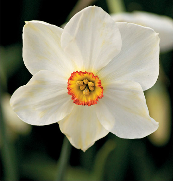formosabulbs_lily Nashville