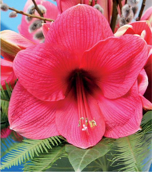 formosabulbs_lily Nashville