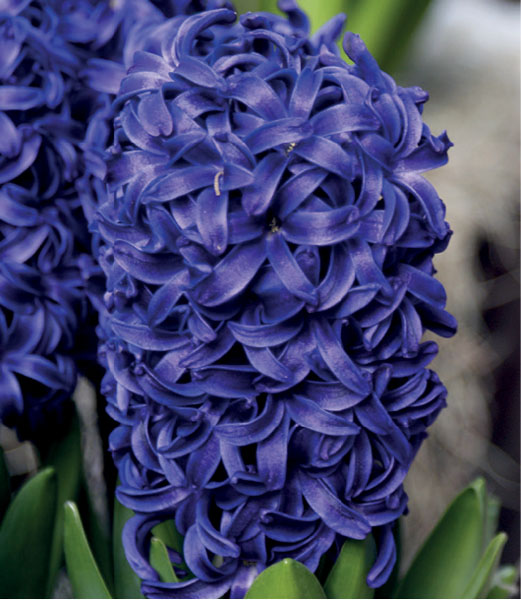 formosabulbs_lily Nashville