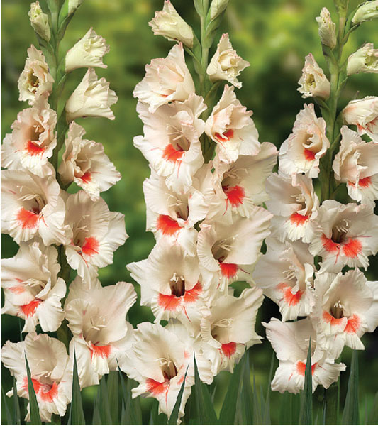 formosabulbs_lily Nashville