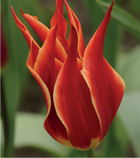 formosabulbs_lily Nashville