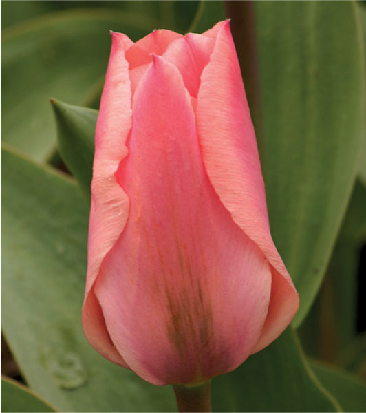 formosabulbs_lily Nashville