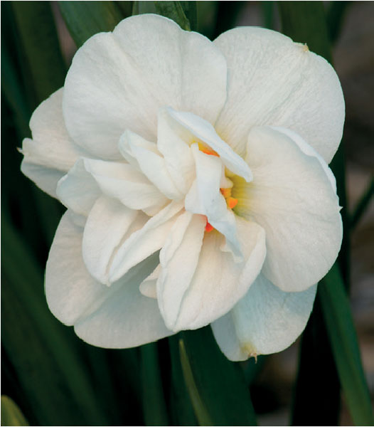 formosabulbs_lily Nashville